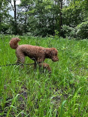 Joep snuffelt in het hoge gras tijdens een wandeling